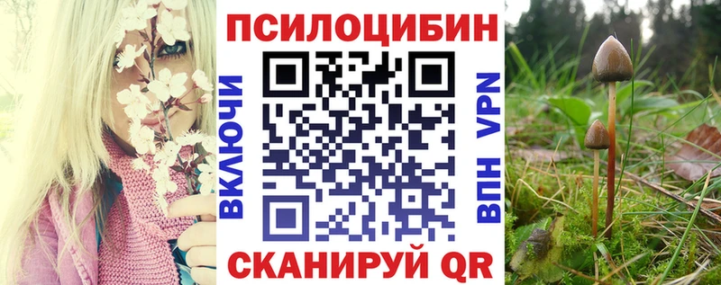 купить   Дигора  Псилоцибиновые грибы Cubensis 